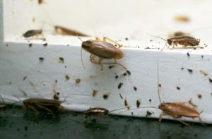 cockroaches in tauranga